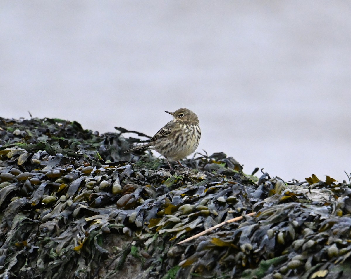 Rock Pipit (Eastern) - ML612410691