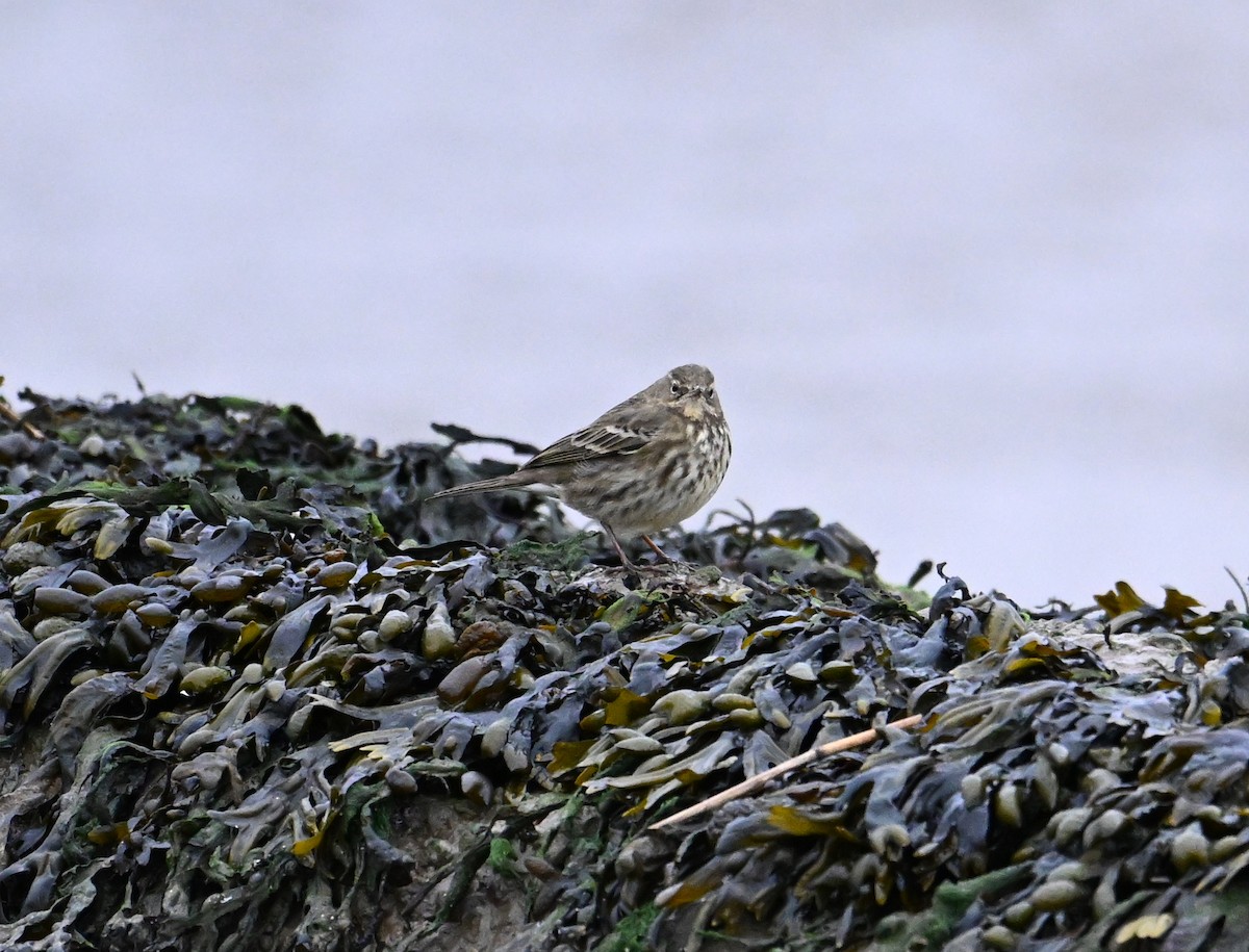 Rock Pipit (Eastern) - ML612410692
