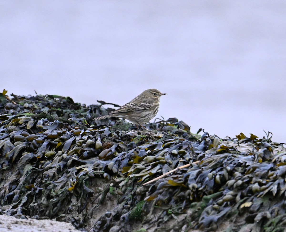 Rock Pipit (Eastern) - ML612410693