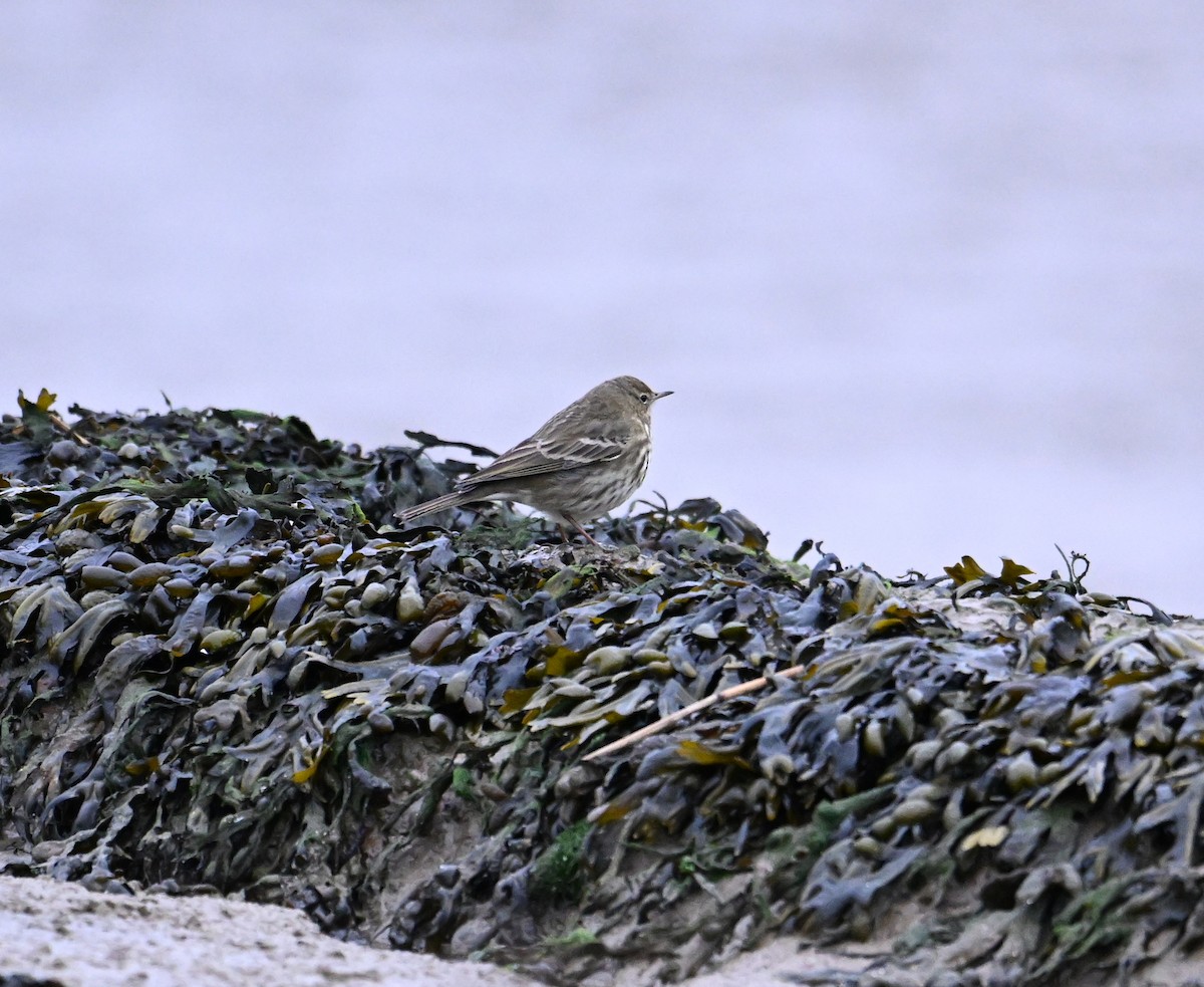 Rock Pipit (Eastern) - ML612410694