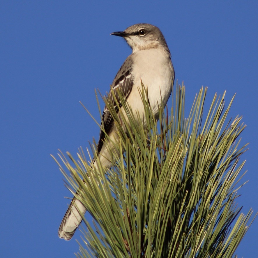 Northern Mockingbird - ML612410696