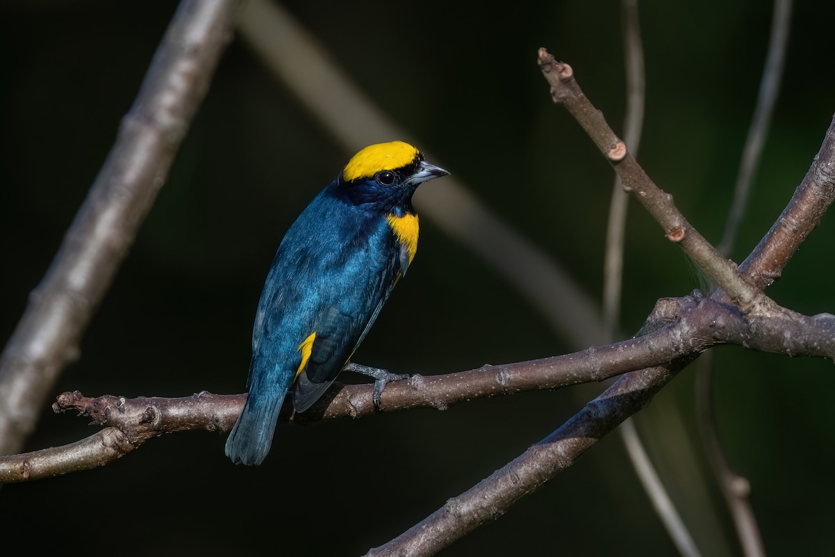 Yellow-crowned Euphonia - ML612410710