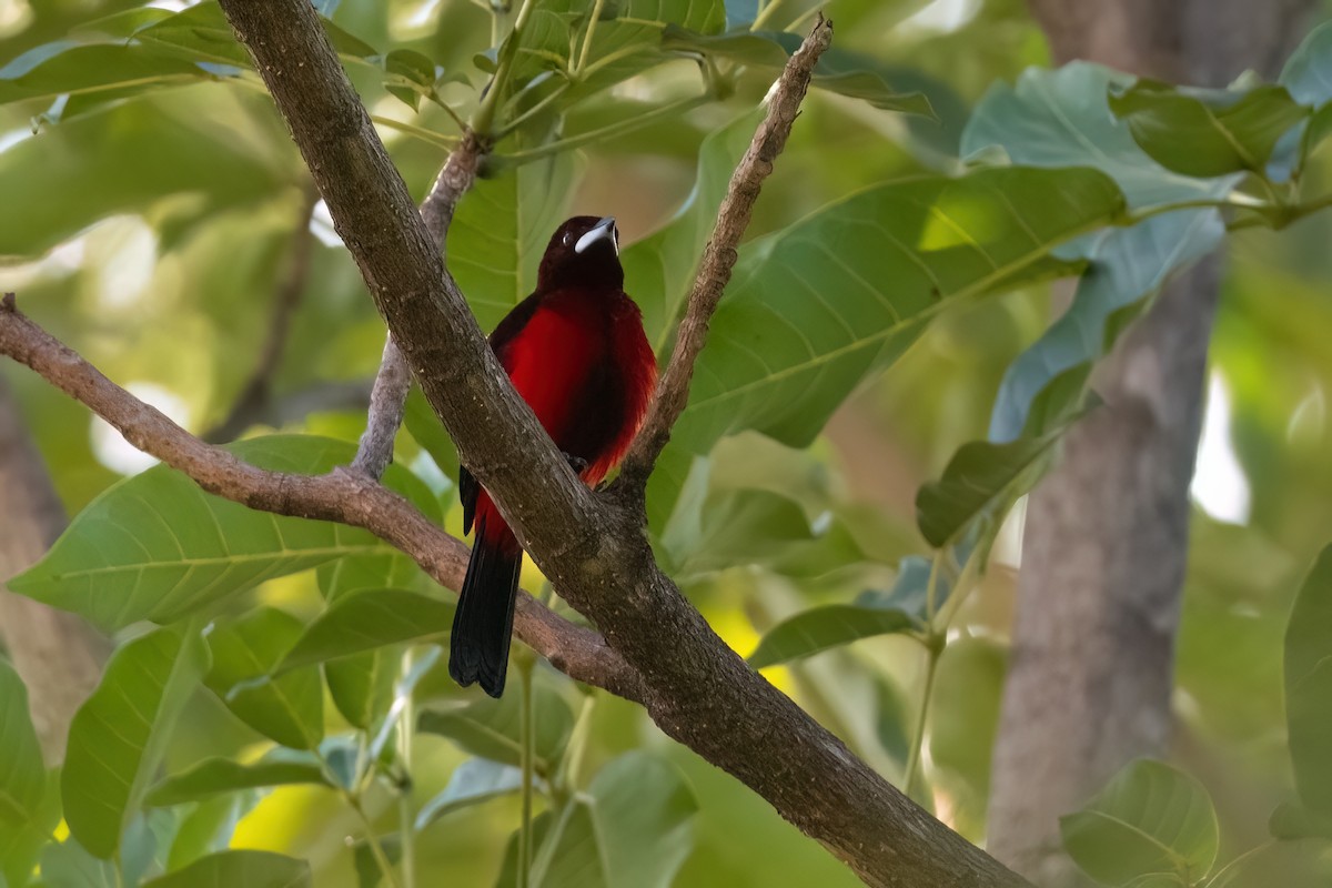 Crimson-backed Tanager - ML612410711