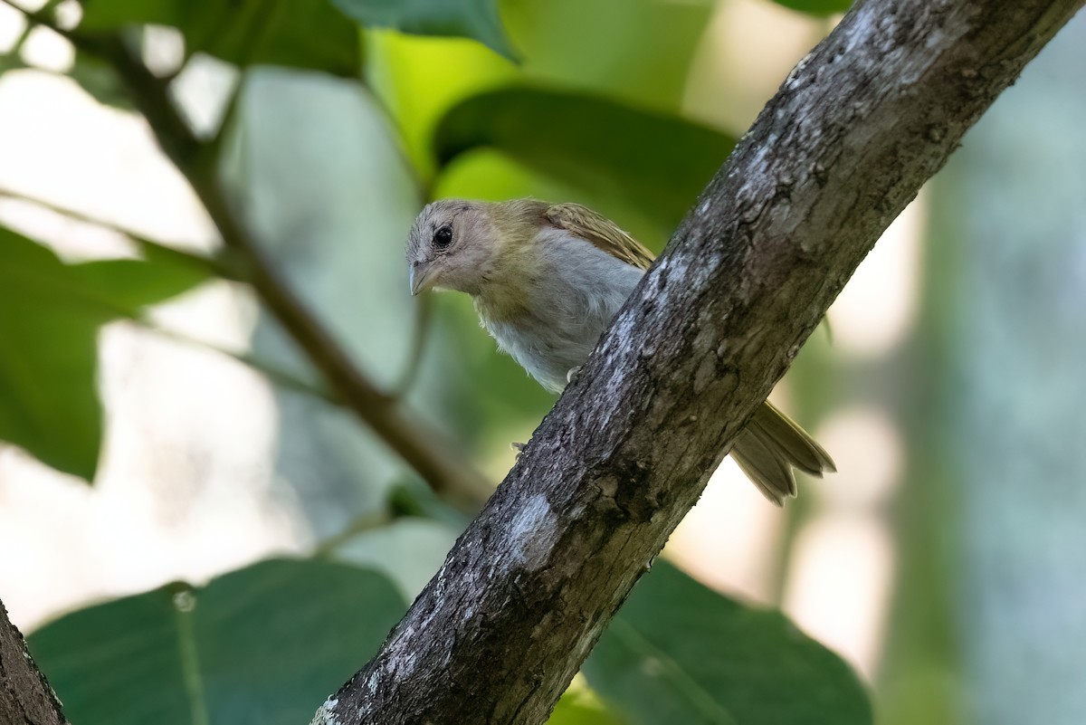 Saffron Finch - ML612410712