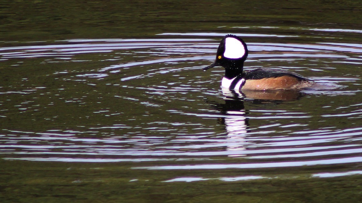 Hooded Merganser - ML612410713