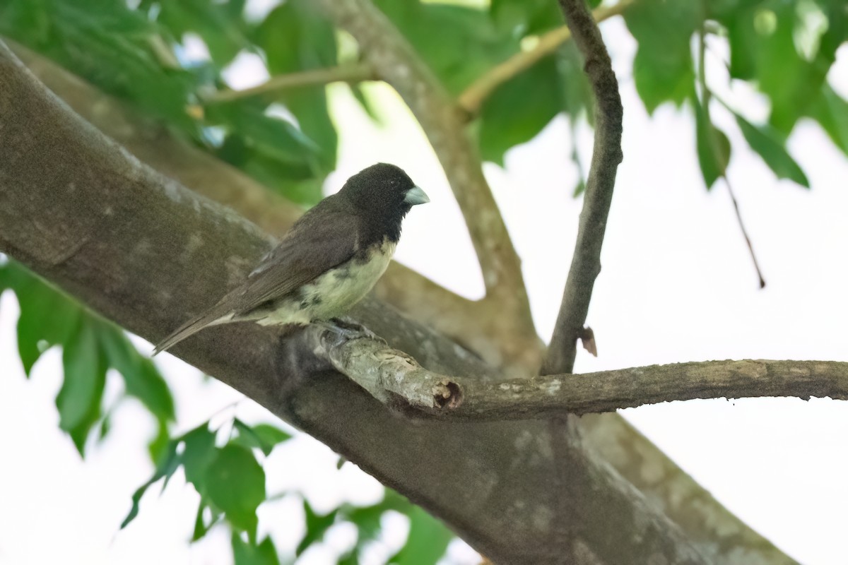 Yellow-bellied Seedeater - ML612410714