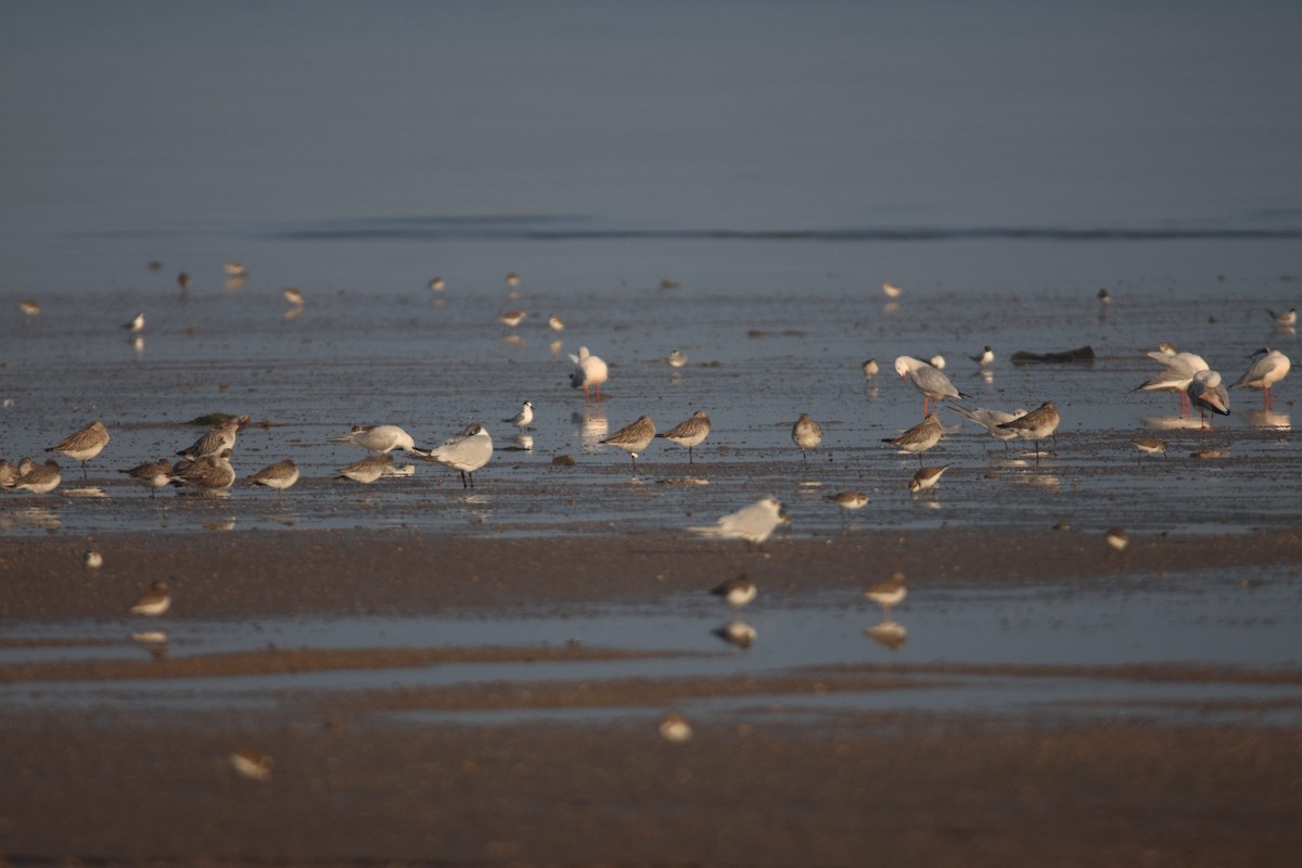 Bar-tailed Godwit - ML612410731