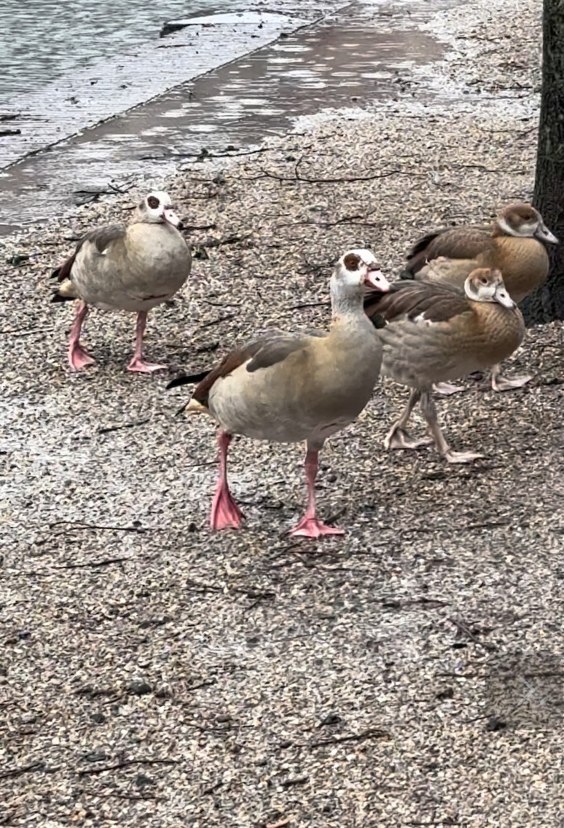 Egyptian Goose - ML612410782