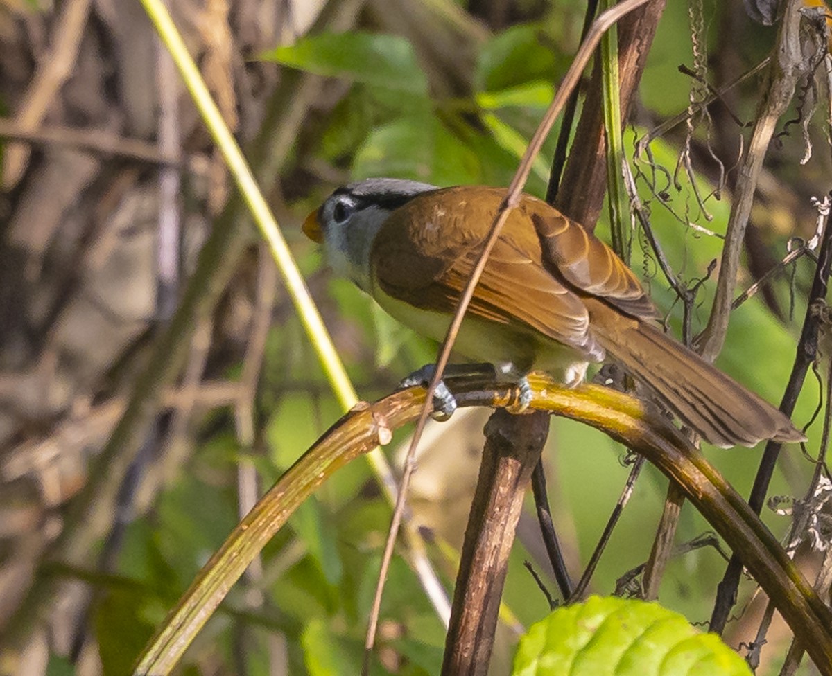 Paradoxornis à tête grise - ML612410991