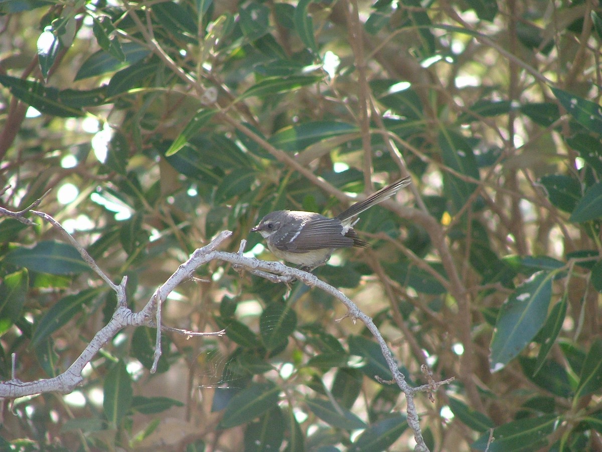 Mangrove Fantail - ML612410994