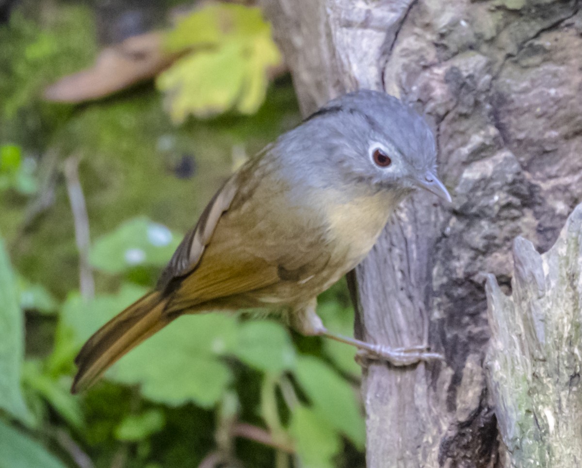 Yunnan Fulvetta - ML612411154