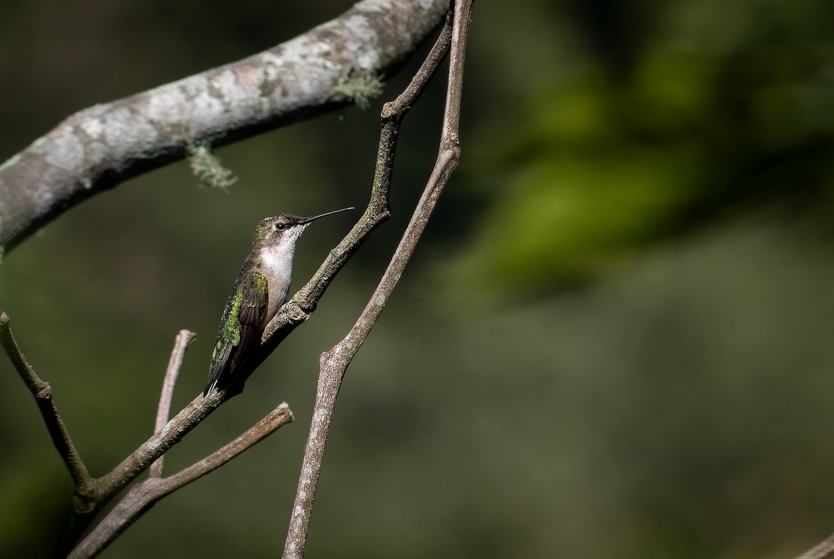 Ruby-throated Hummingbird - Efrain Octavio Aguilar Pérez