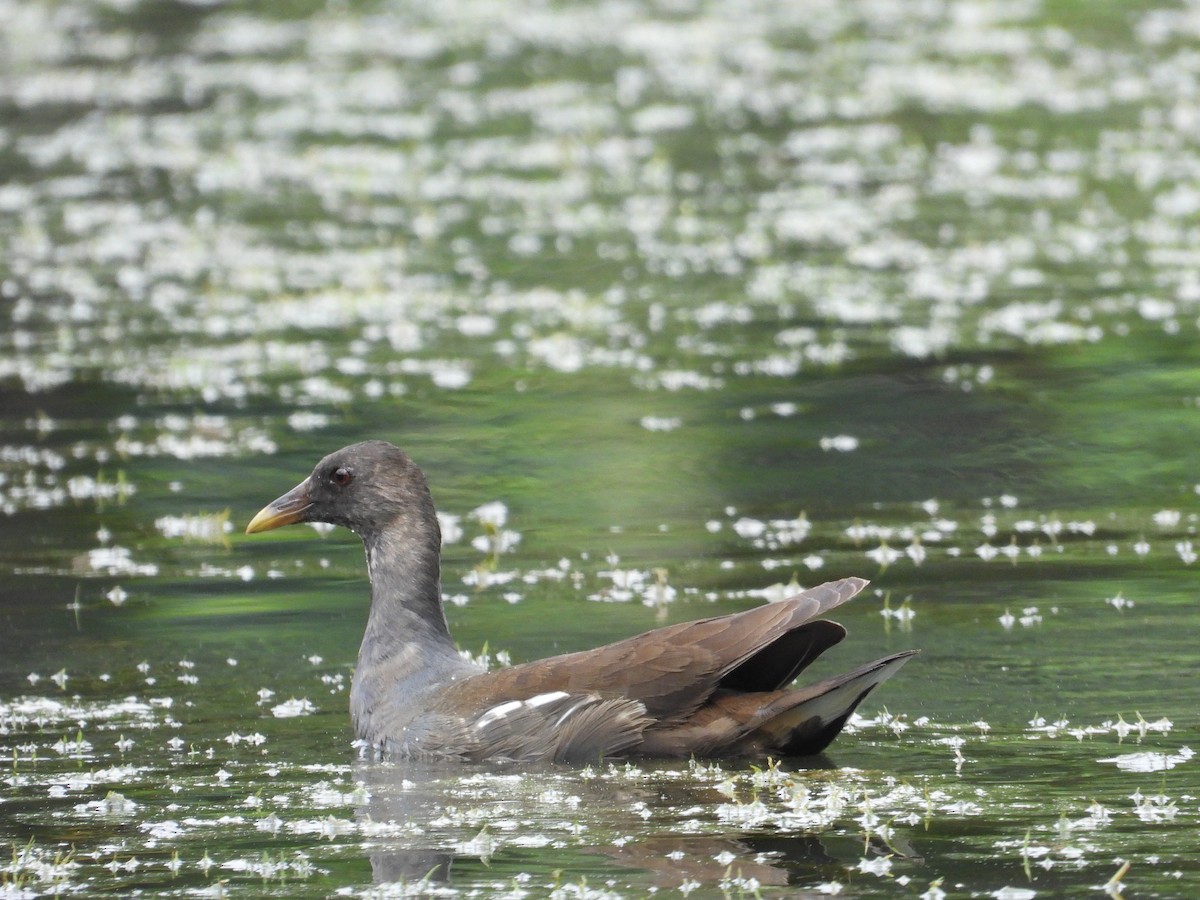 Eurasian Moorhen - ML612411177