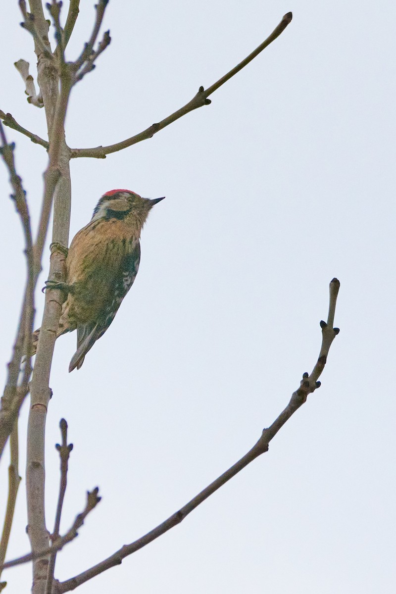 Lesser Spotted Woodpecker - ML612411249