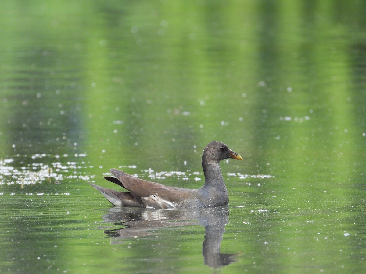 Eurasian Moorhen - ML612411252