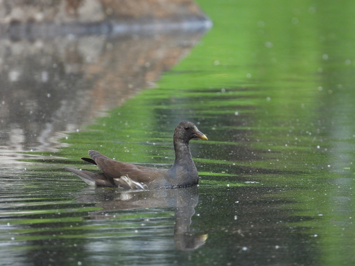 Eurasian Moorhen - Nick 6978