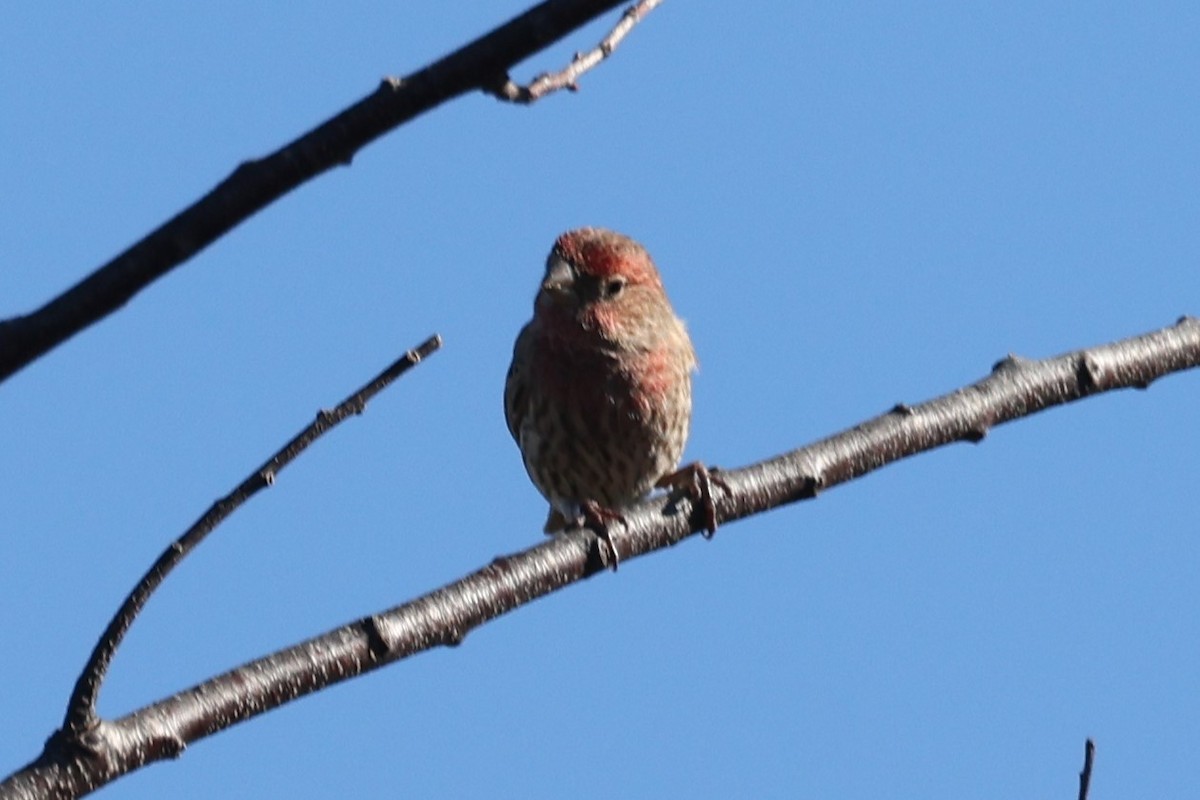 House Finch - ML612411254