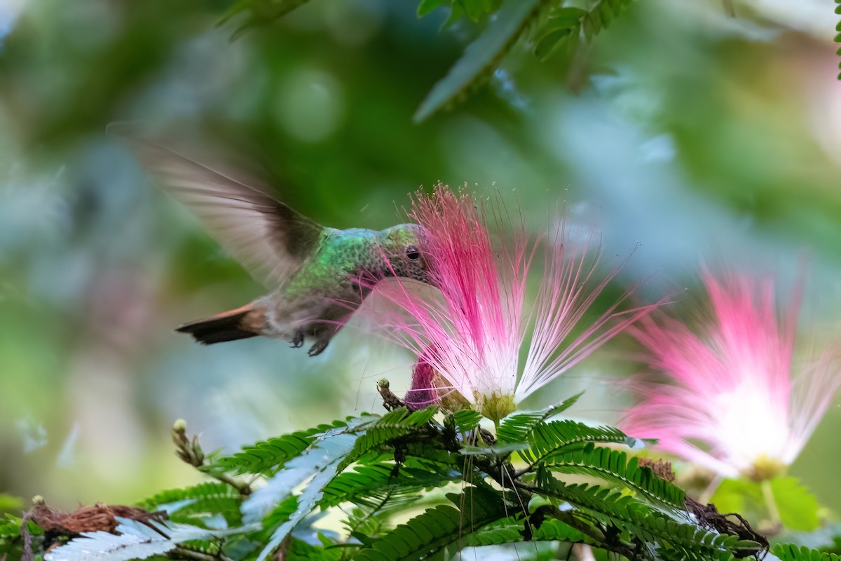 Rufous-tailed Hummingbird - Adam Jackson