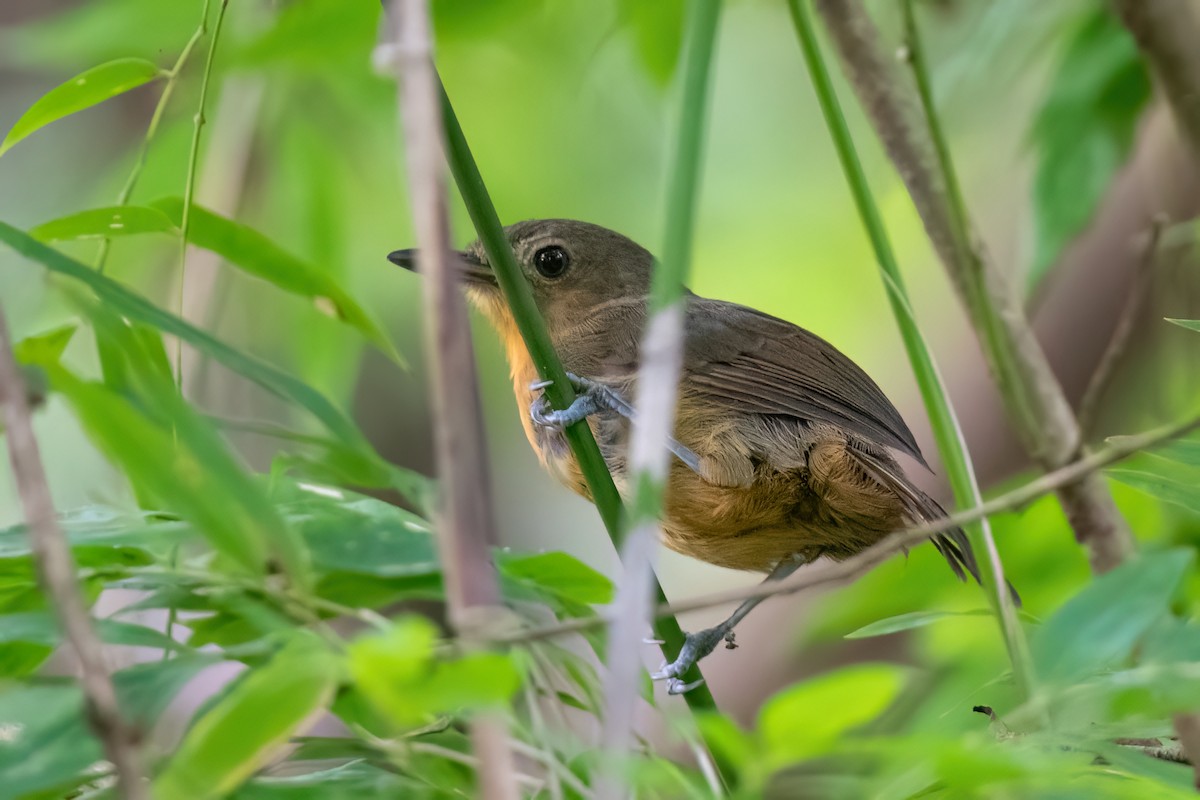 Dusky Antbird - ML612411332