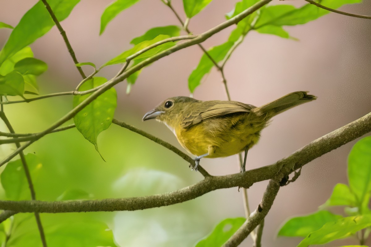 White-shouldered Tanager - ML612411348