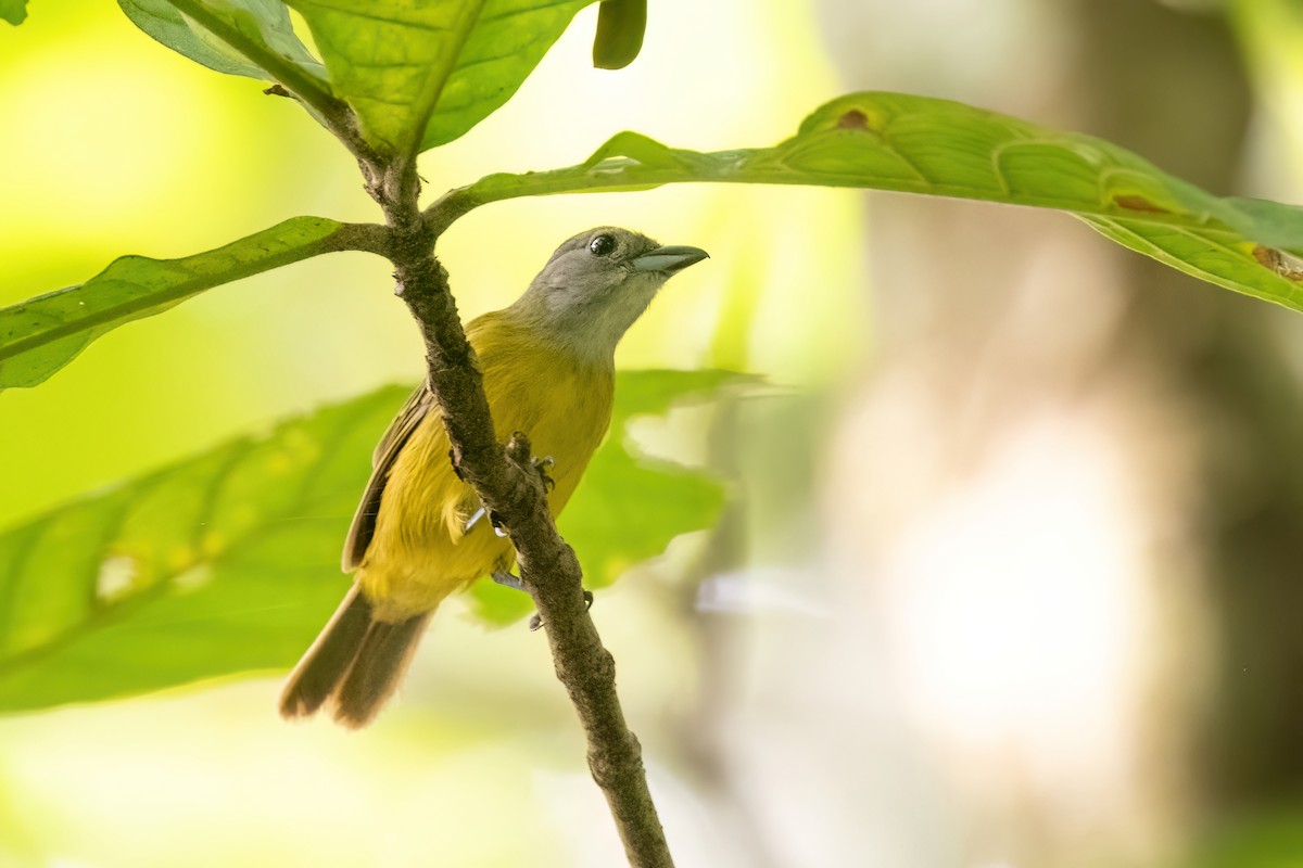 White-shouldered Tanager - ML612411356