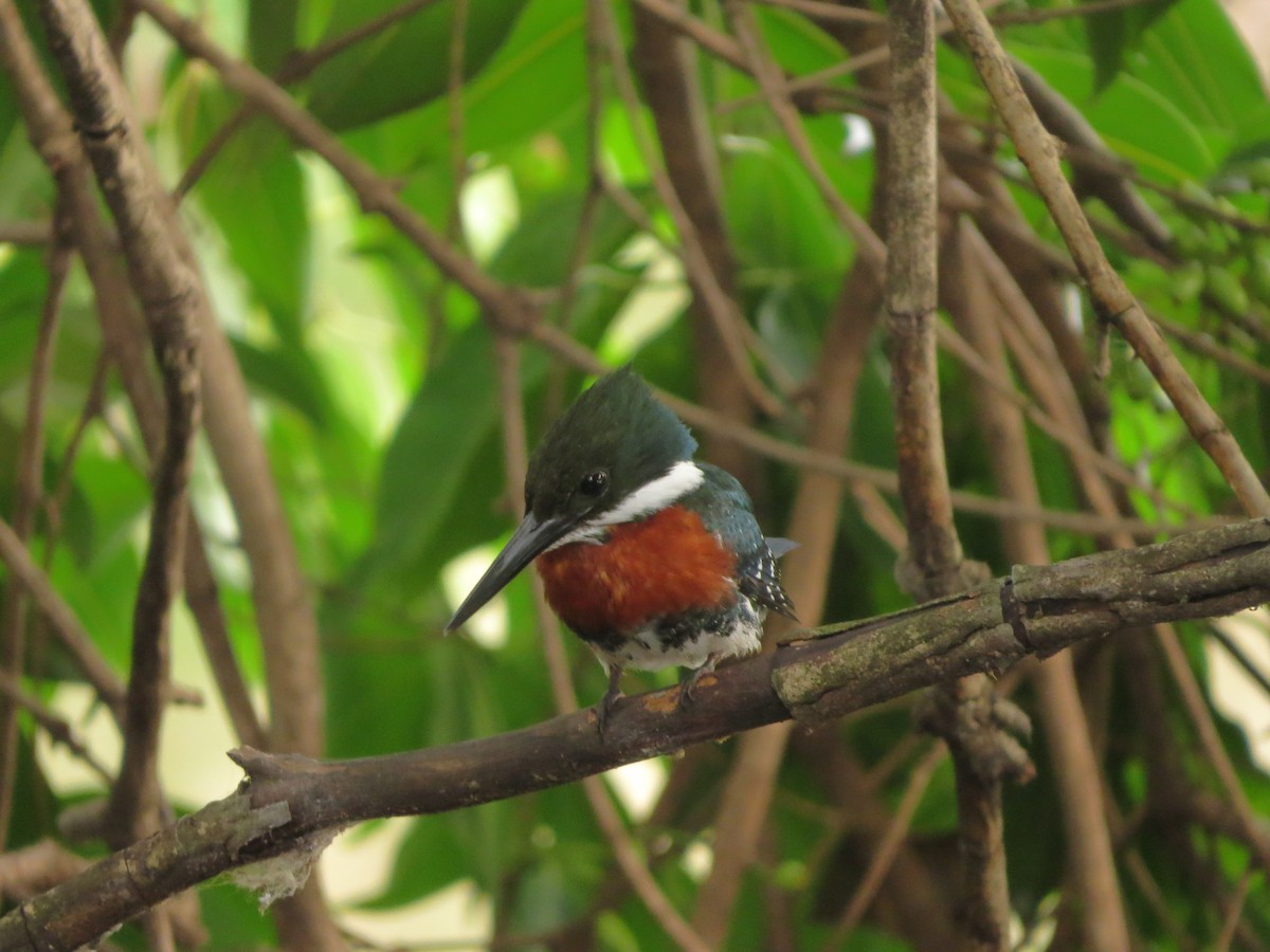 Green Kingfisher - ML612411520