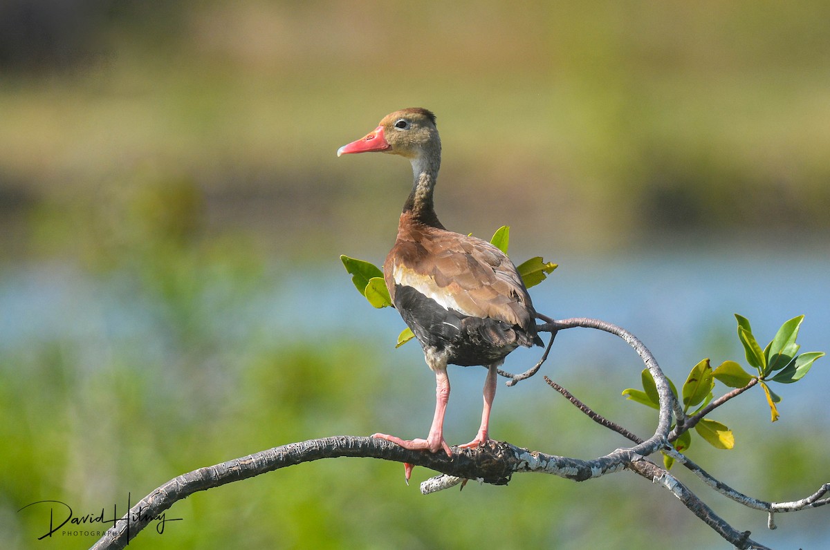 Black-bellied Whistling-Duck - ML612411566