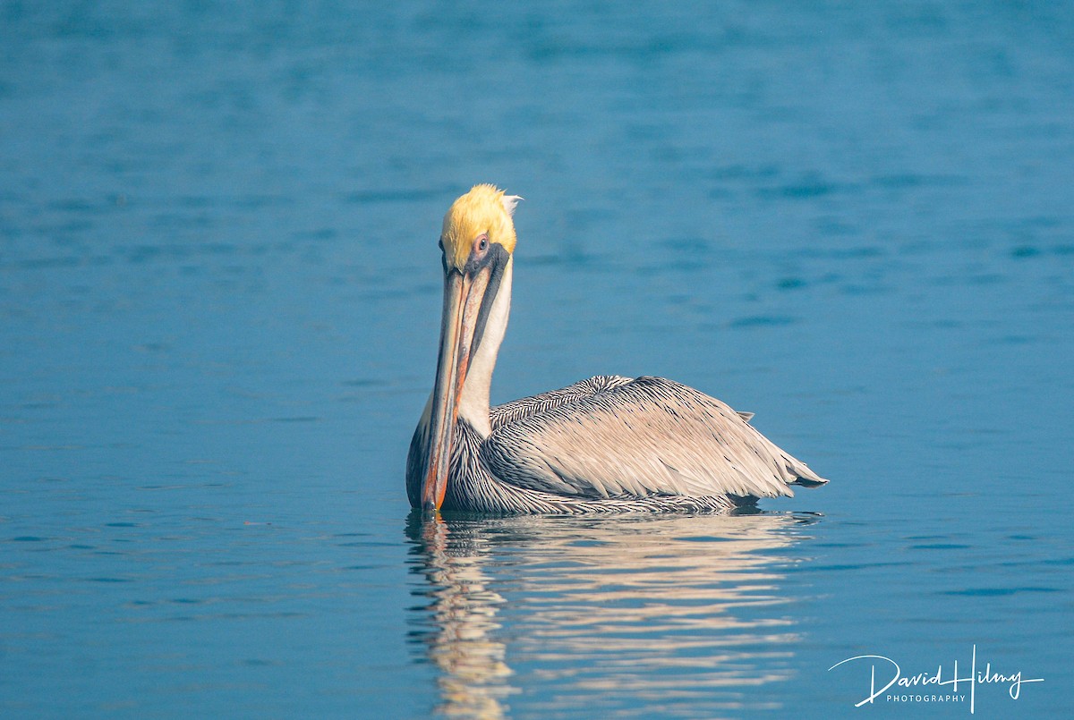 Brown Pelican - ML612411568