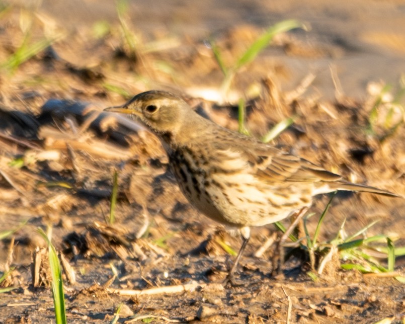 American Pipit - ML612411703