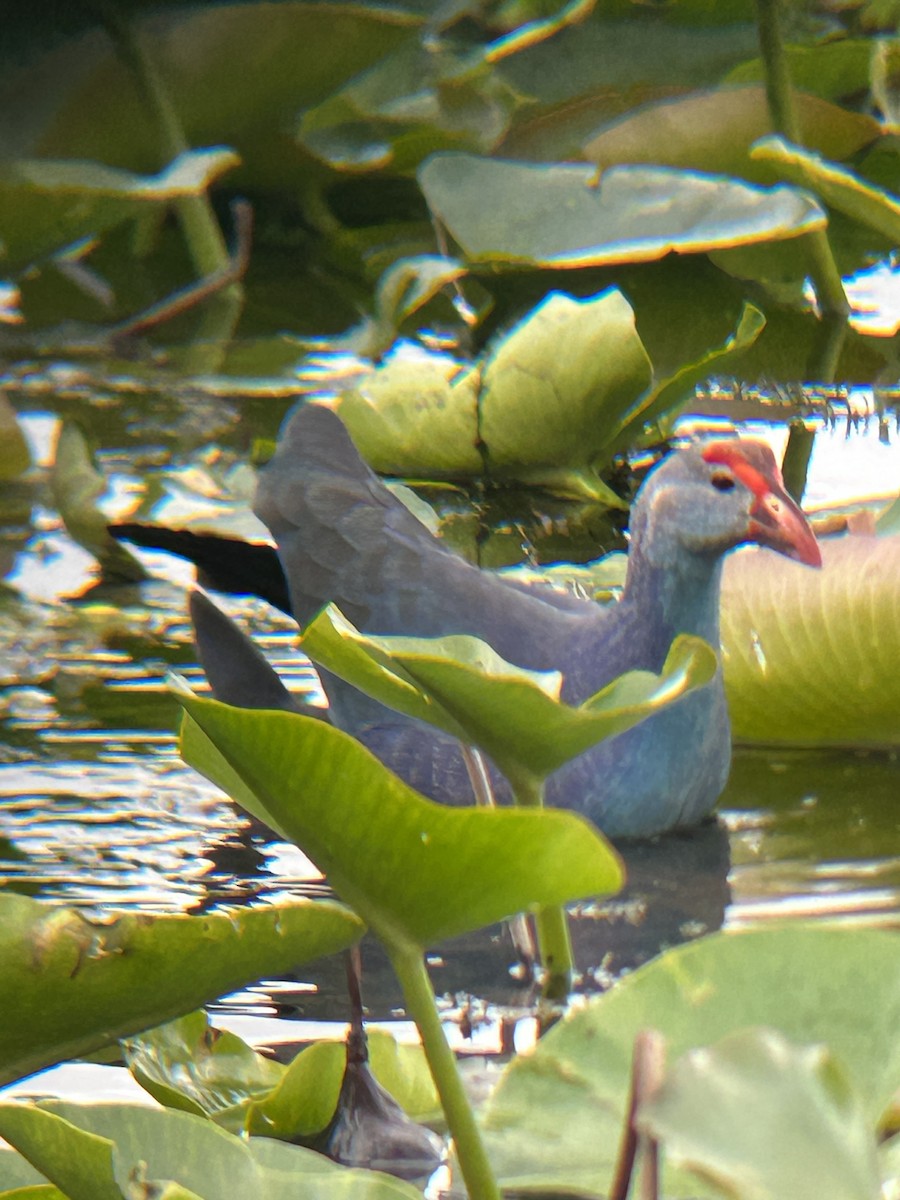 Gray-headed Swamphen - ML612411718