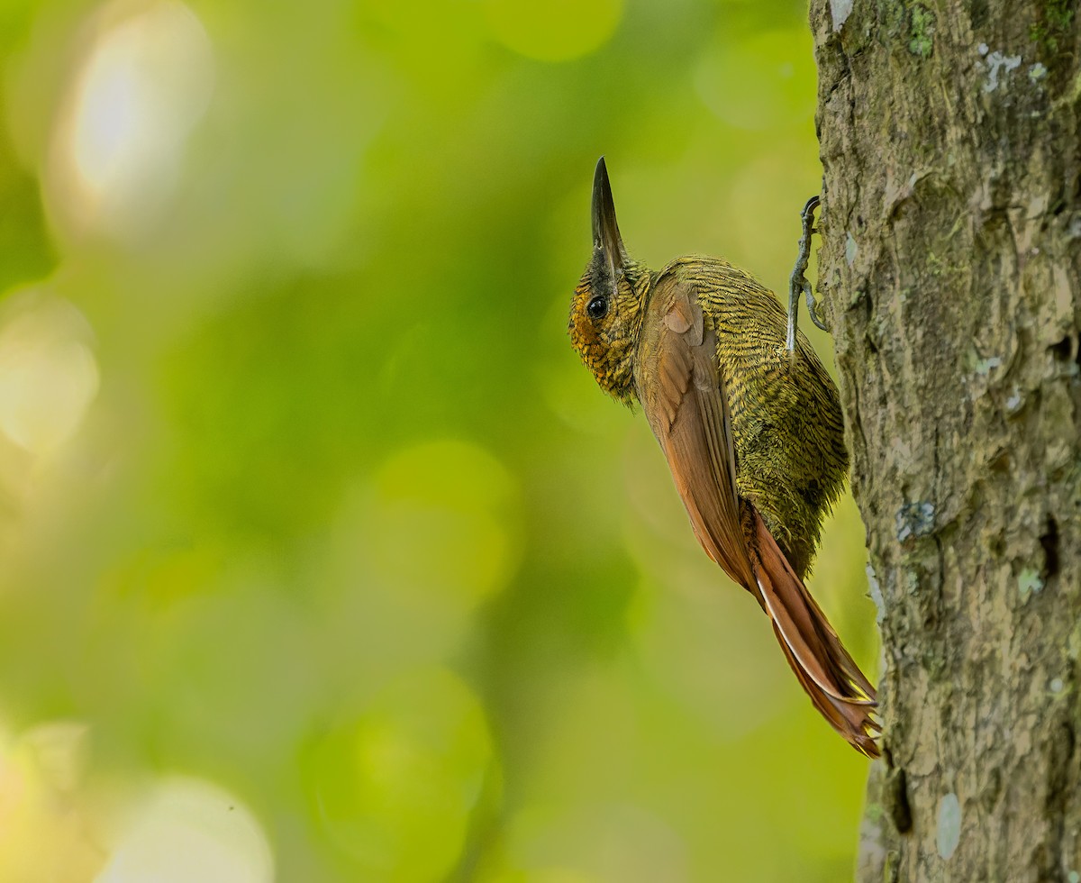 Northern Barred-Woodcreeper - ML612411748