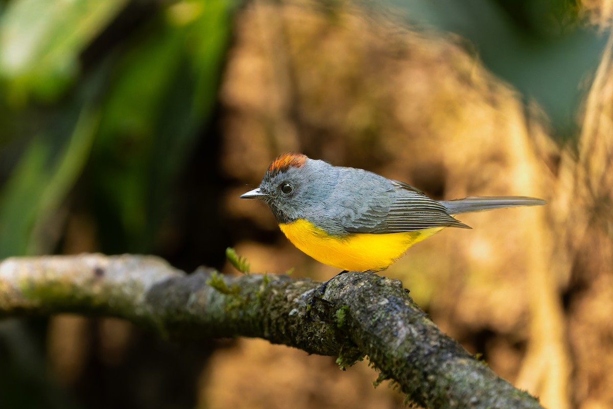 Slate-throated Redstart - ML612411795