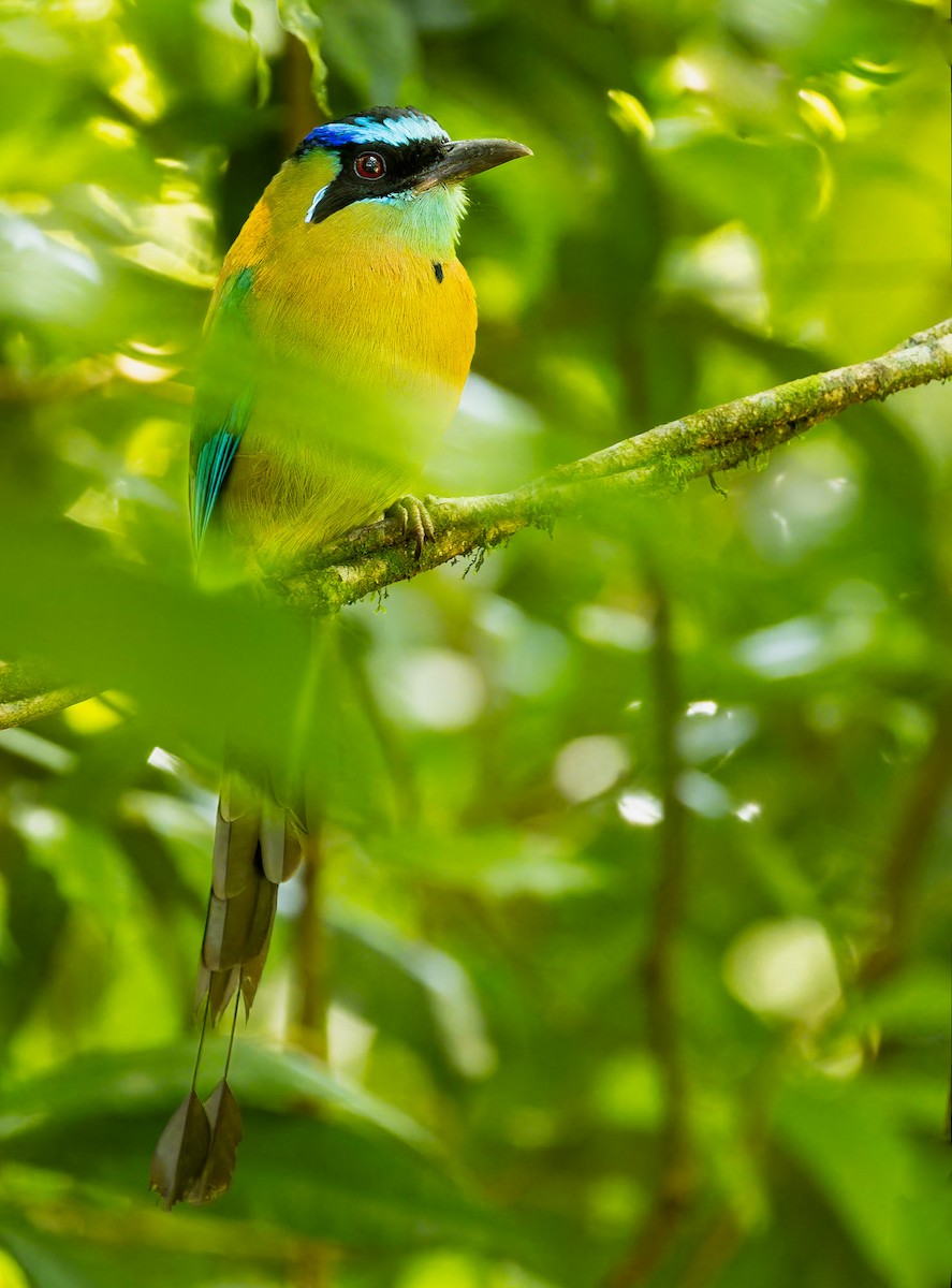 Lesson's Motmot - ML612411804