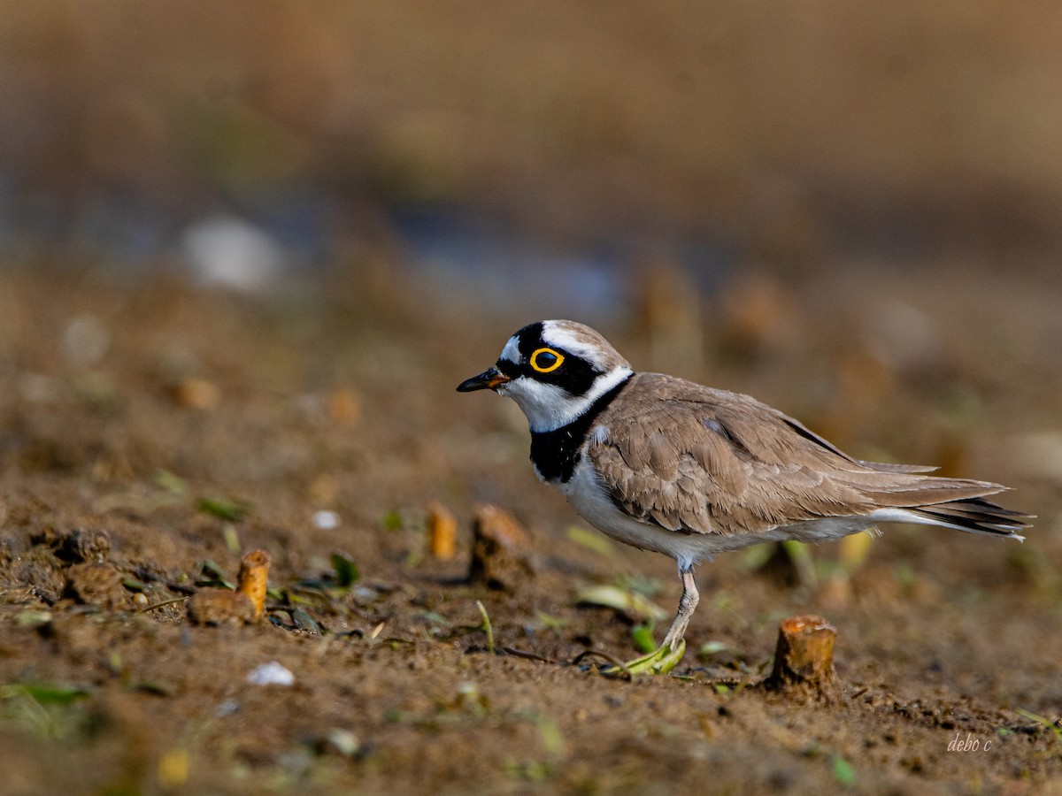 Little Ringed Plover (dubius/jerdoni) - ML612411841