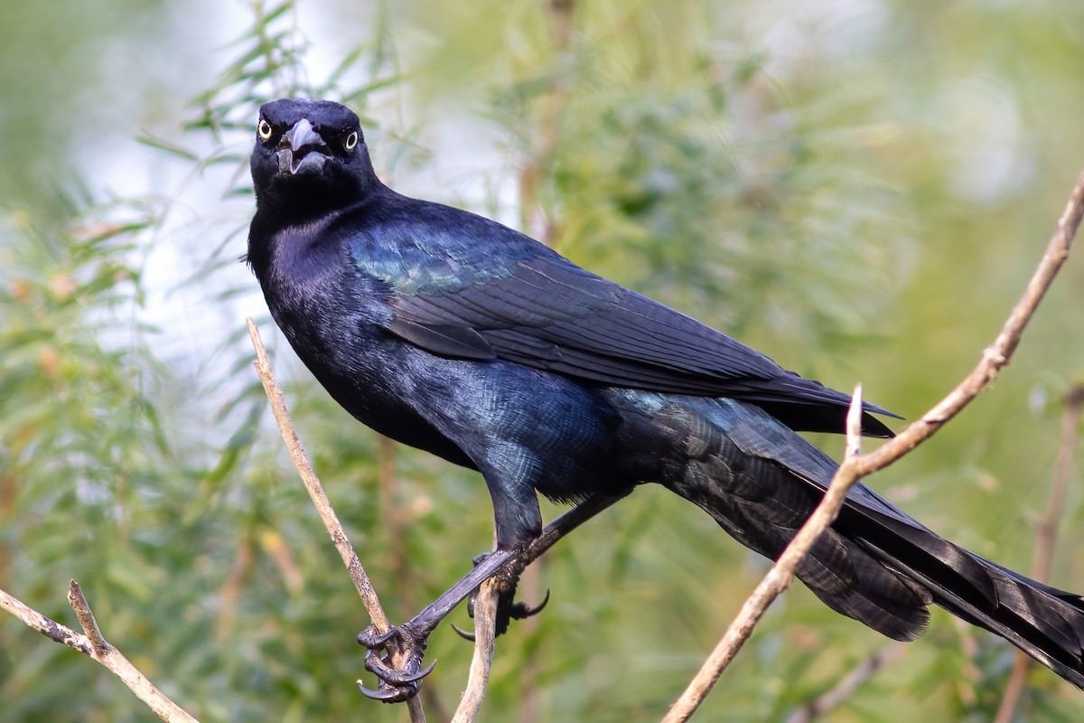 Great-tailed Grackle - ML612411852