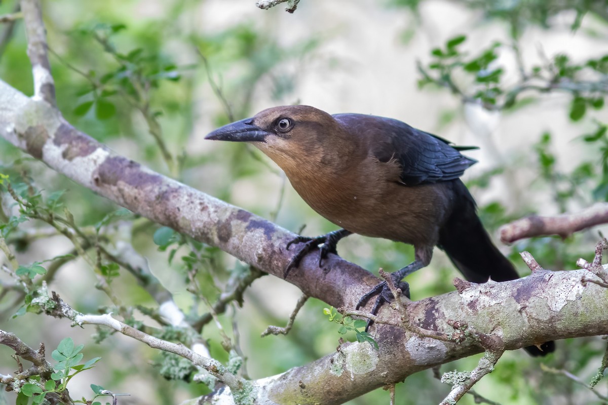 Great-tailed Grackle - ML612411853