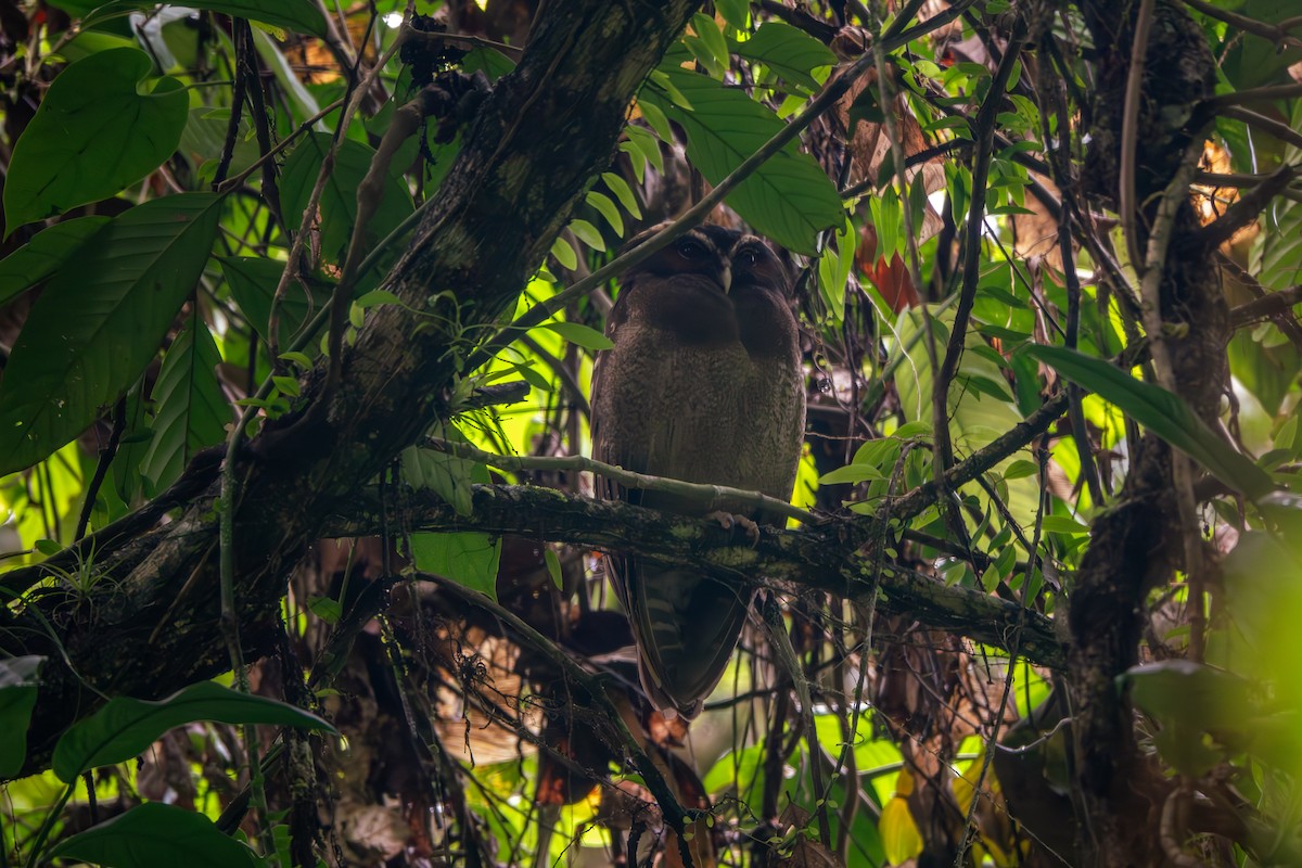Crested Owl - ML612411860