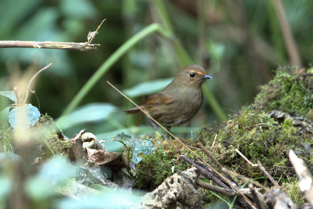 Himalayan Shortwing - ML612411873