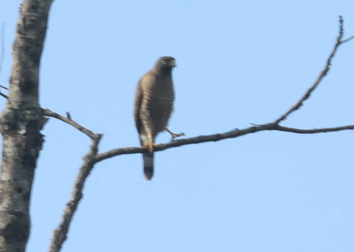 Roadside Hawk - ML612411877