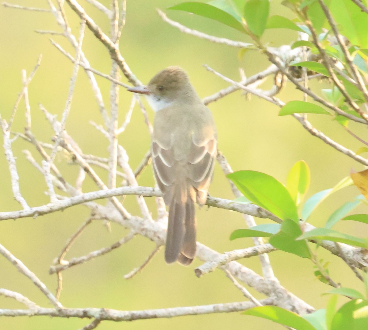 Short-crested Flycatcher - ML612411895