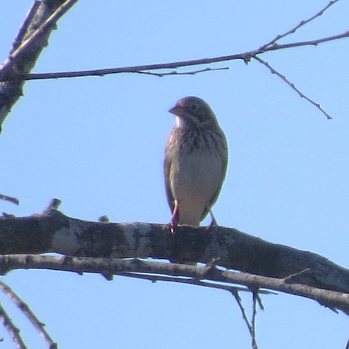 Vesper Sparrow - ML612411910