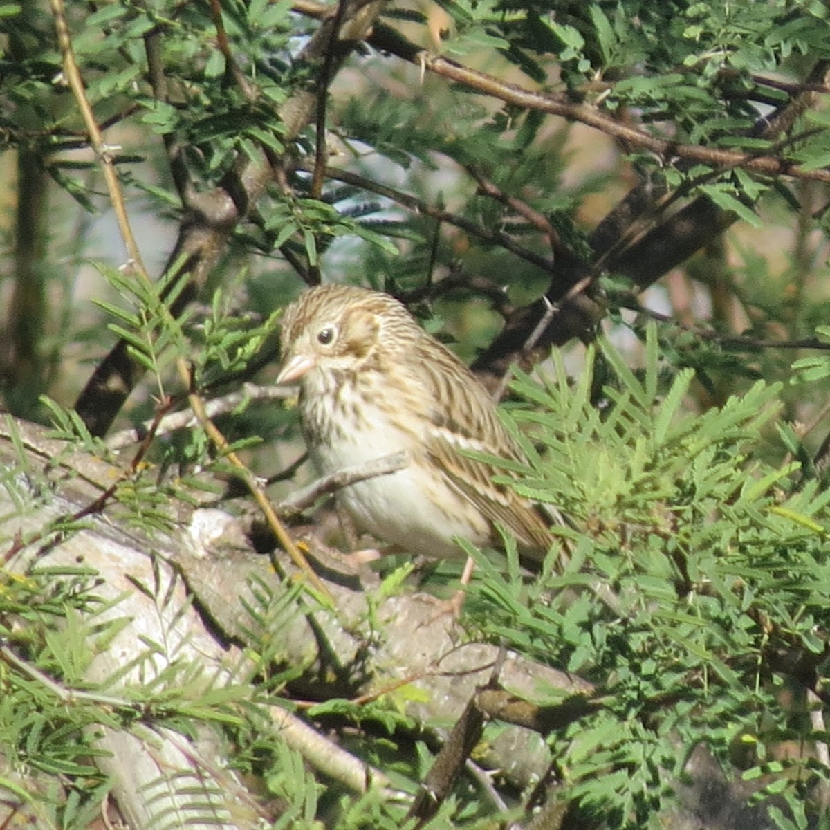 Vesper Sparrow - ML612411912