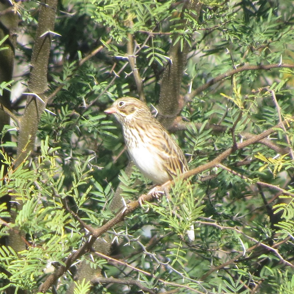 Vesper Sparrow - ML612411913