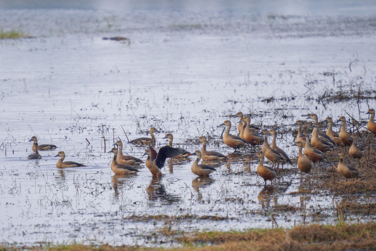 Lesser Whistling-Duck - ML612411924