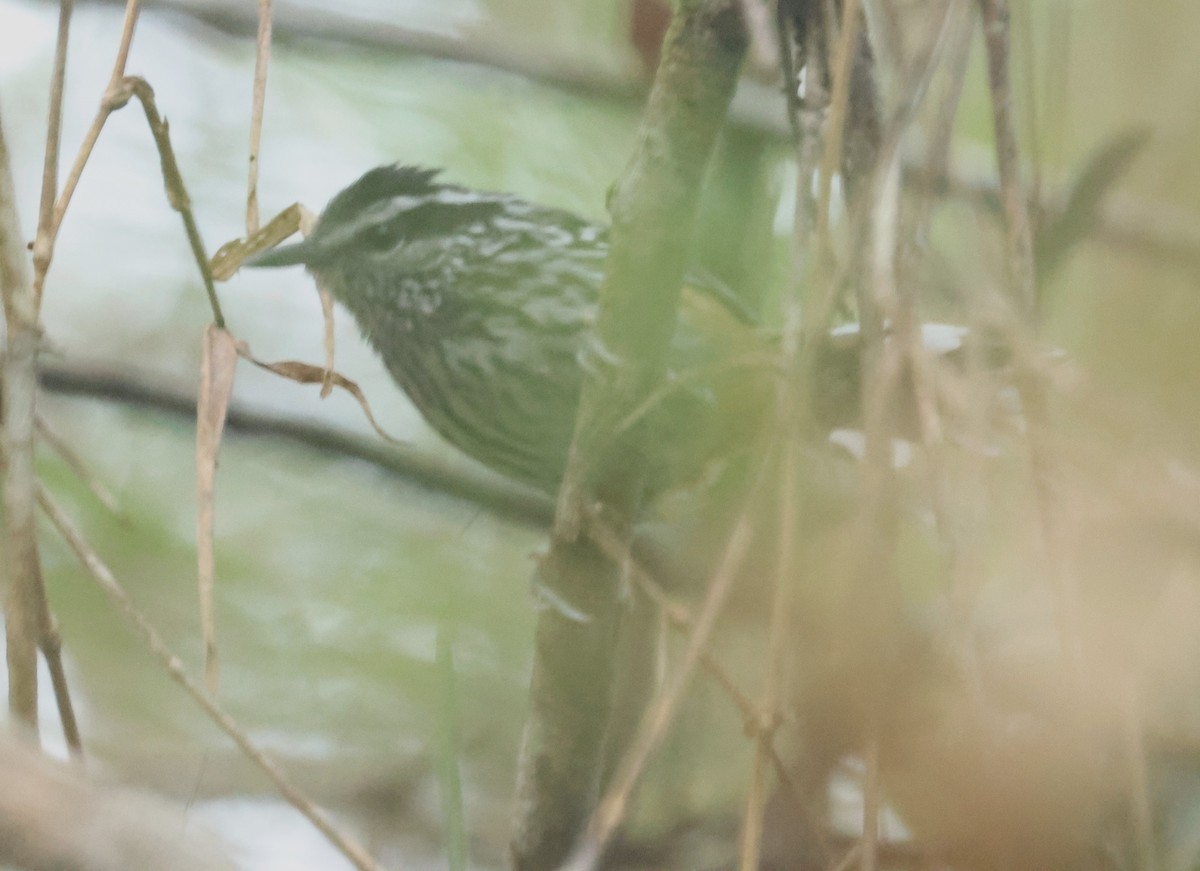 Ochre-rumped Antbird - ML612411926