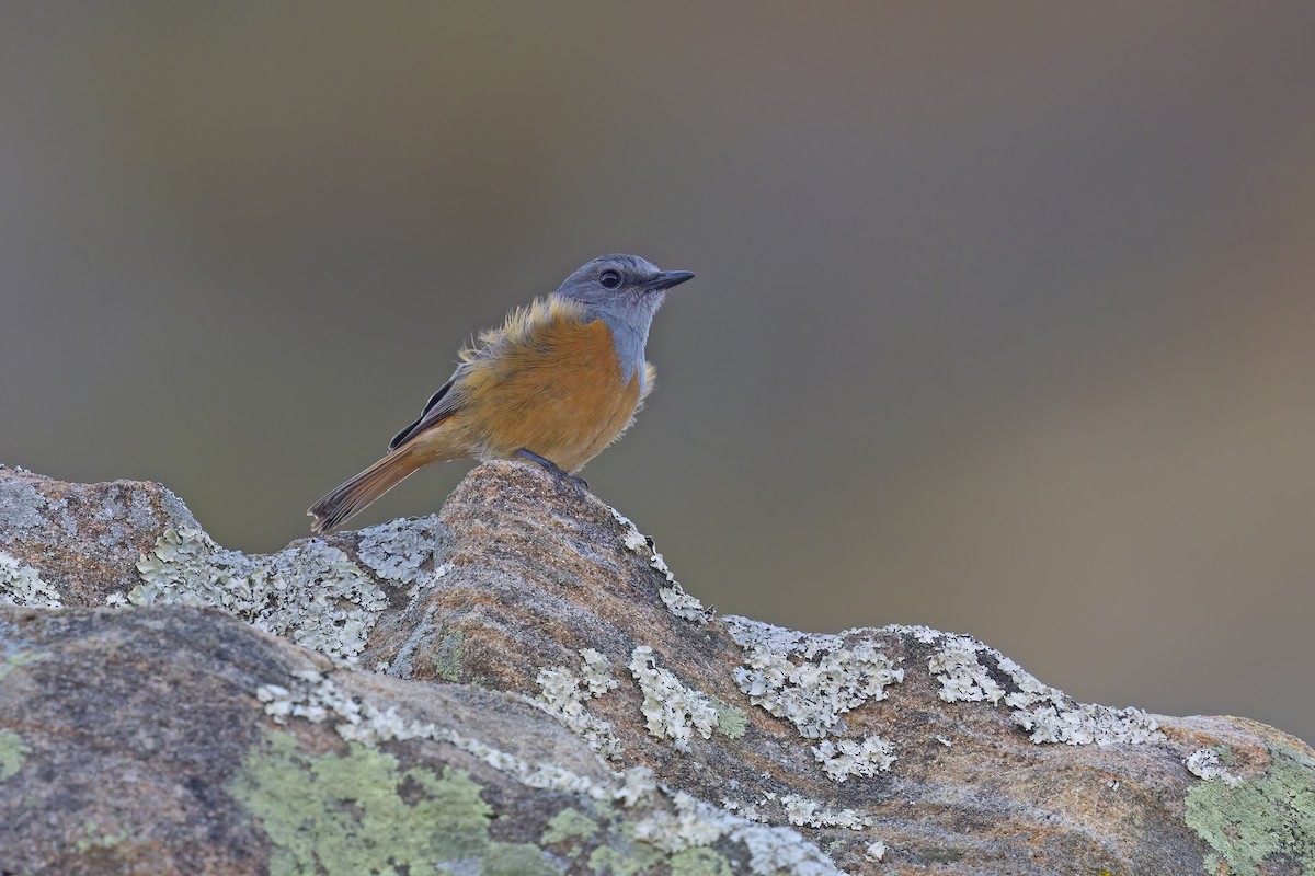 Forest Rock-Thrush (Benson's) - Marco Valentini