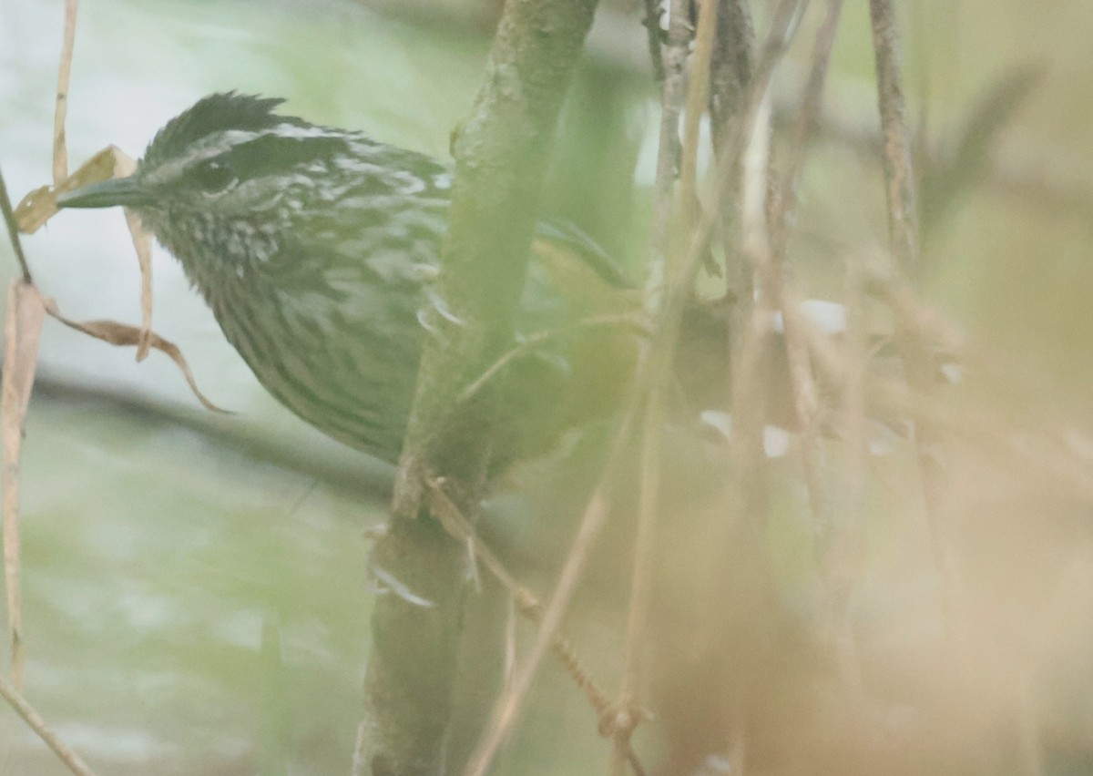 Ochre-rumped Antbird - ML612411946