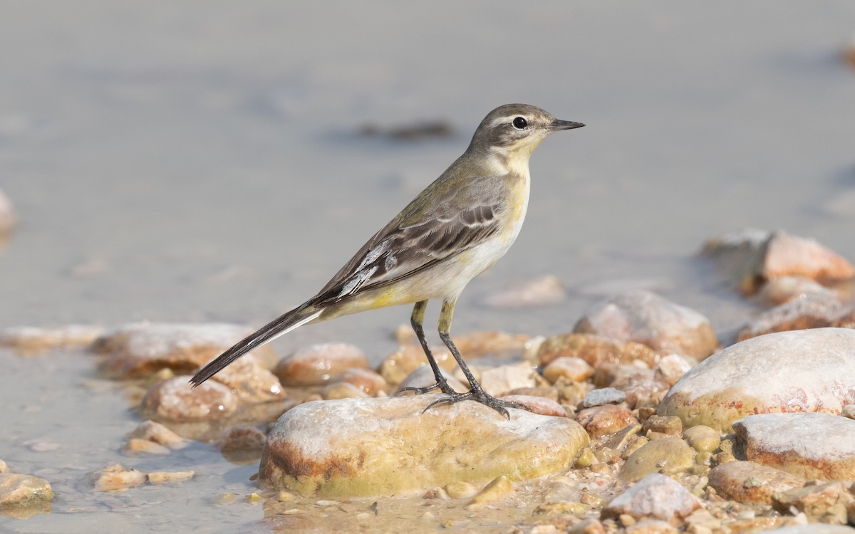 konipas luční - ML612411984