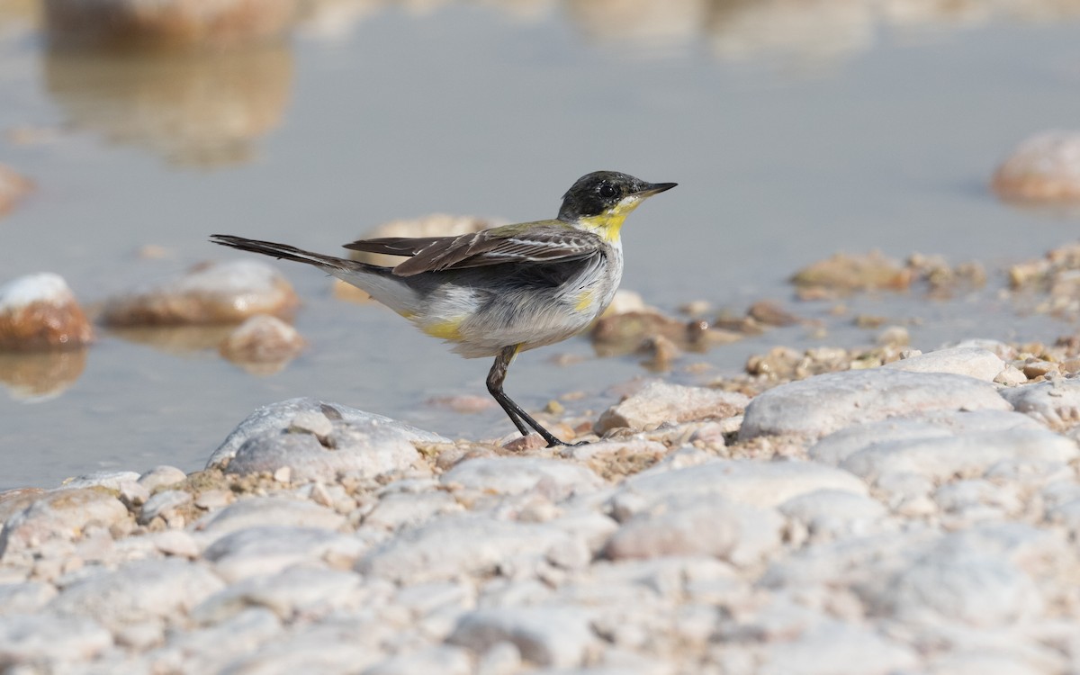 konipas luční - ML612411988