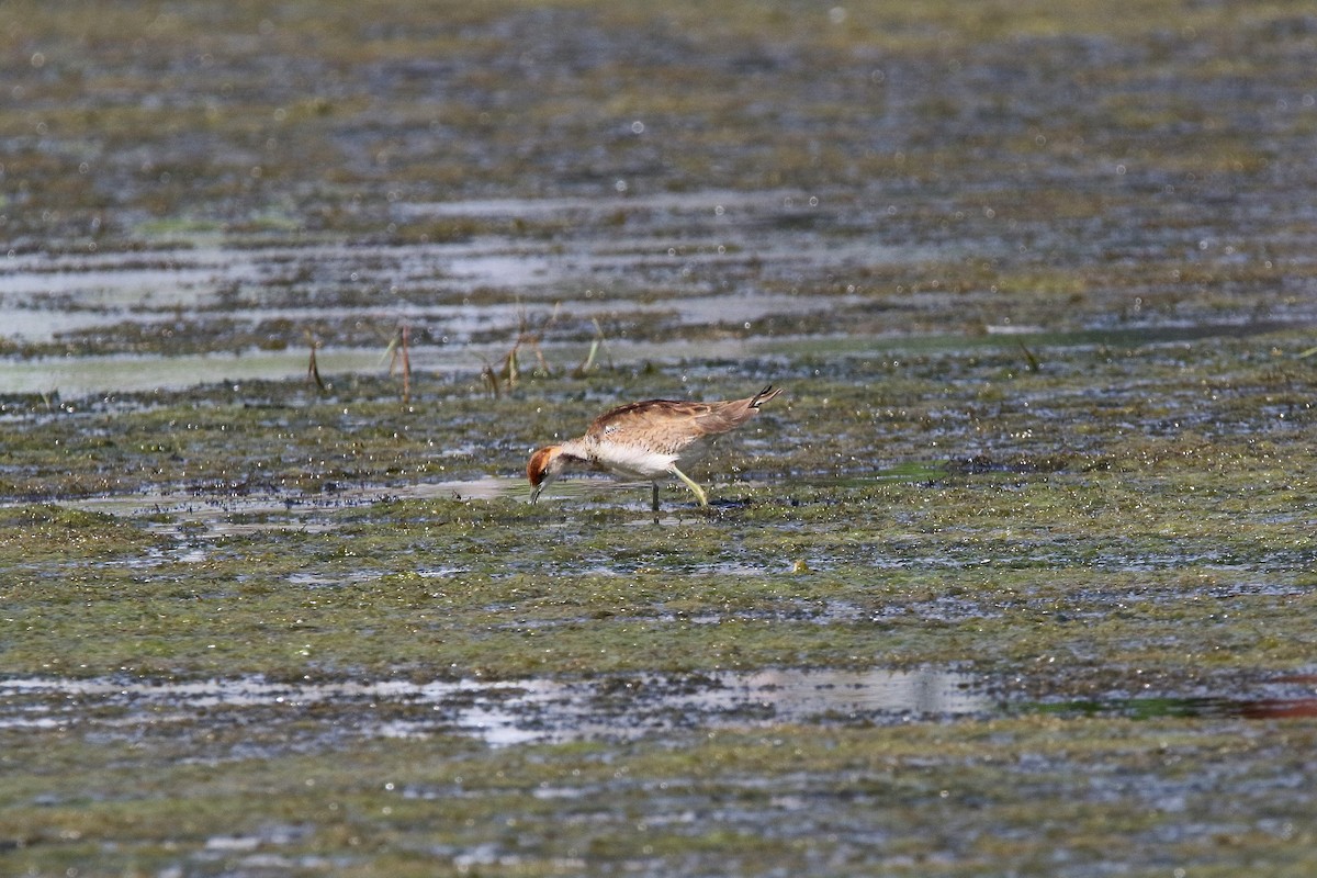 Pheasant-tailed Jacana - ML612412009